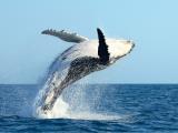 North Shore Catamaran Whale Watching 2 1/2 Hours